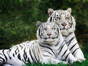 Deux superbes tigres blancs